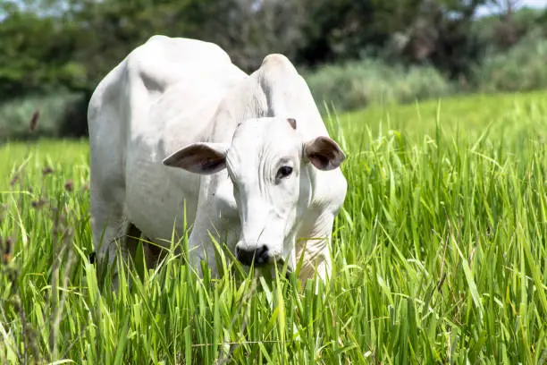 Photo of Rolandia, PR, Brazil, 09/01/2015. Herd of Nellore cattle loose in a pasture in the municipality of Rolândia, northern Paraná State.