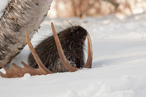 Porcupine on snow with moose antler and birch tree