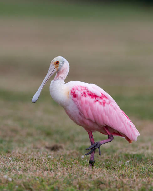 istock Roseate Spoonbill, Platalea ajaja 682855780