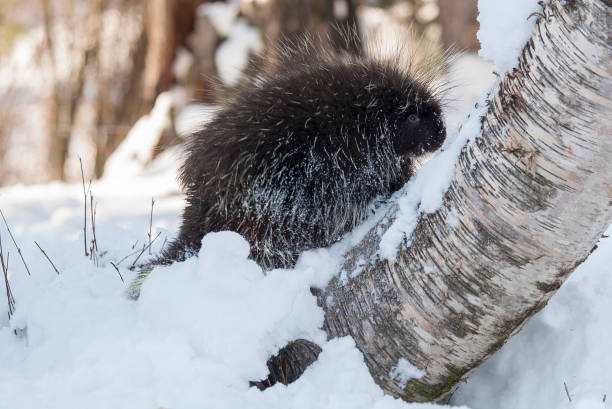 jeżozwierz na śniegu i brzozie w zimie - canada moose winter snow zdjęcia i obrazy z banku zdjęć