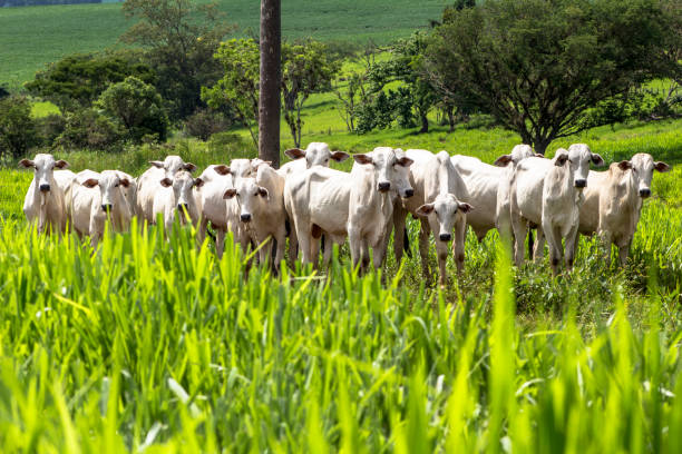 Rolandia, PR, Brazil, 09/01/2015. Herd of Nellore cattle loose in a pasture in the municipality of Rolândia, northern Paraná State. Herd of Nelore cattle grazing in a pasture grazing stock pictures, royalty-free photos & images
