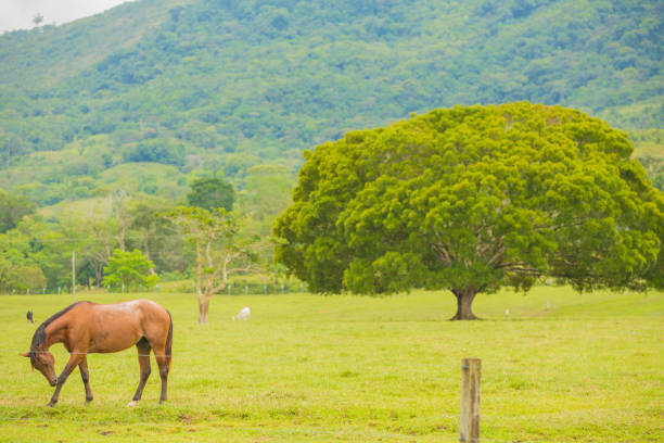 Farm horse  in the farm field