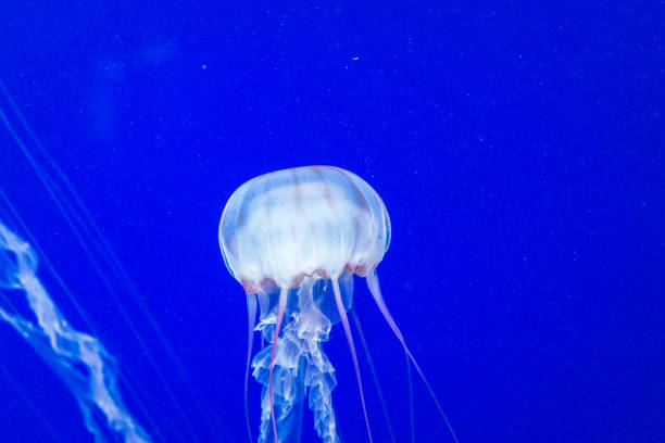 коробка медузы - box jellyfish стоковые фото и изображения