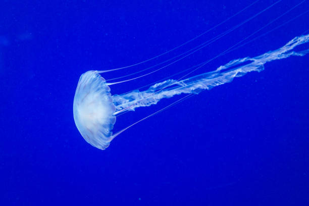 коробка медузы - box jellyfish стоковые фото и изображения