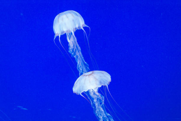 коробчатая медуза - box jellyfish стоковые фото и изображения