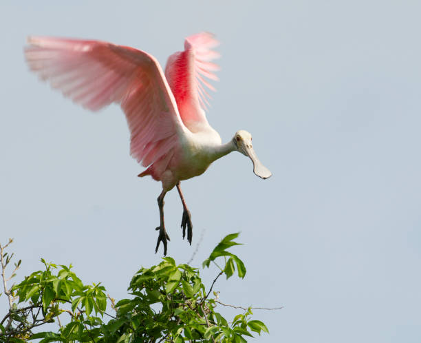istock Roseate Spoonbill, Platalea ajaja 682859114