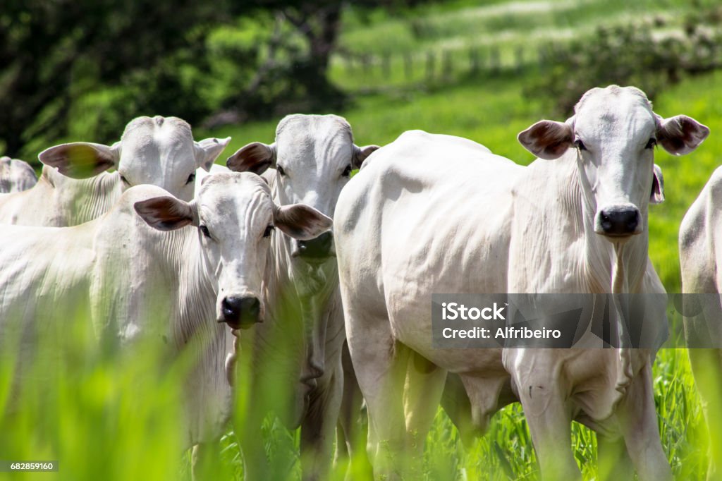 Rolandia, PR, Brazil, 09/01/2015. Herd of Nellore cattle loose in a pasture in the municipality of Rolândia, northern Paraná State. Herd of Nelore cattle grazing in a pasture Agriculture Stock Photo