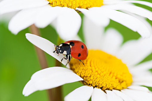 ladybug sits on a chamomile flower a close up macro.  ladybird on camomile flowers on spring meadow