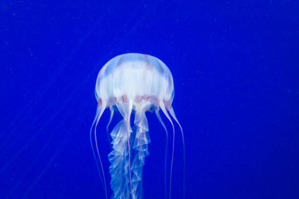 box jellyfish - box jellyfish imagens e fotografias de stock