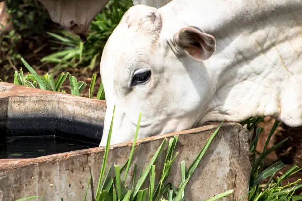 Photo of Rolandia, PR, Brazil, 09/01/2015. Herd of Nellore cattle loose in a pasture in the municipality of Rolândia, northern Paraná State.