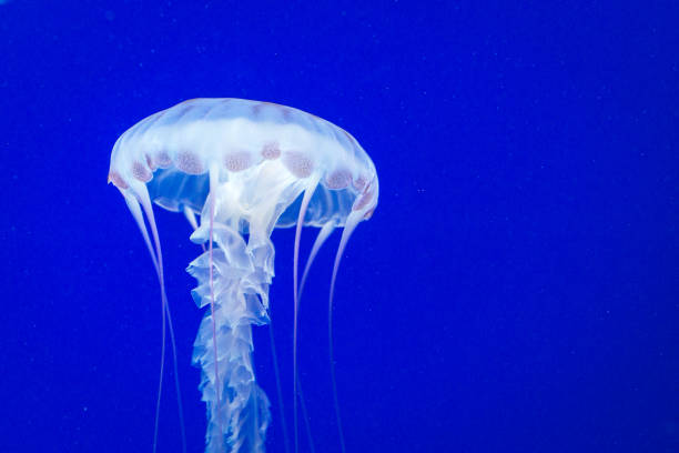 коробка медузы - box jellyfish стоковые фото и изображения