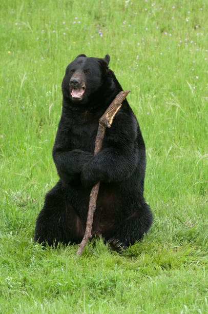 Happy black bear with stick on green grass in California near Yosemite stock photo