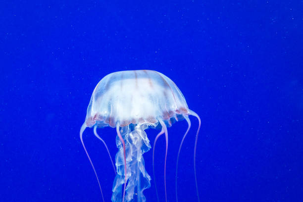 коробка медузы - box jellyfish стоковые фото и изображения