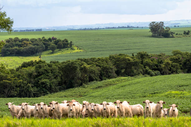 Rolandia, PR, Brazil, 09/01/2015. Herd of Nellore cattle loose in a pasture in the municipality of Rolândia, northern Paraná State. Herd of Nelore cattle grazing in a pasture ranch stock pictures, royalty-free photos & images