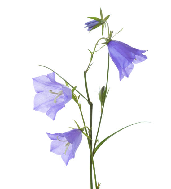 istock Bellflowers isolated on white. Campanula rotundifolia 682872778