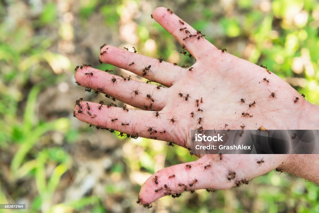 Hand is covered with ants Male hand close-up on which run the evil ants Animal Body Stock Photo