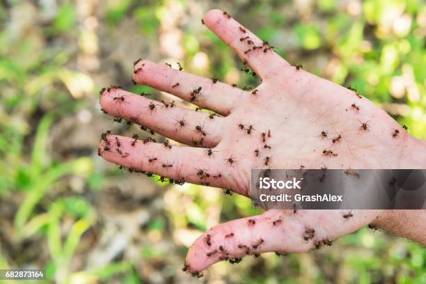Hand Is Covered With Ants Stock Photo - Download Image Now - Animal Body, Ant, The Human Body