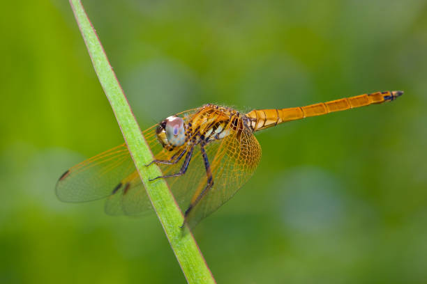 istock Macro image of  dragonfly on the grass , Nature Background . 682876128