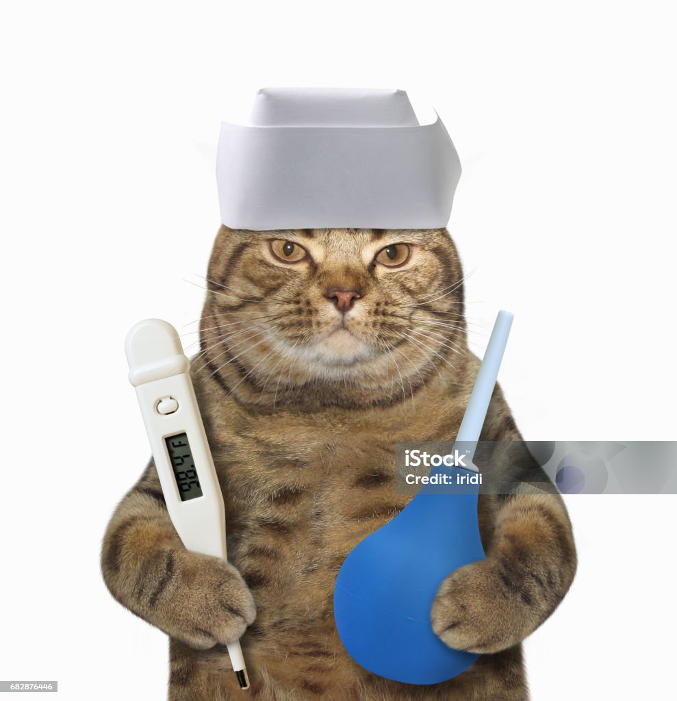 Dokter Kucing 3 Foto Stok Unduh Gambar Sekarang Alat kerja Camilan Dokter Kucing 3 Foto Stok Unduh Gambar Sekarang Alat kerja Camilan