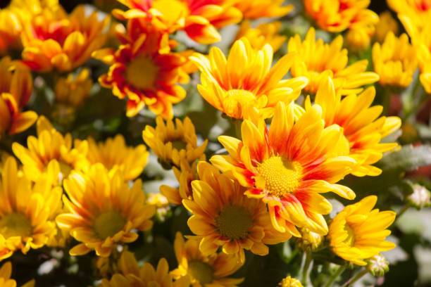 yellow and orange chrysanthemum flowers full bloom , floral background. - m chamomilla imagens e fotografias de stock