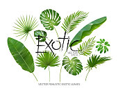 istock Vector tropical exotic leaves, realistic jungle leaves set isolated on white background. Palm leaf collection. Quality watercolor imitation. Not trace 682880736