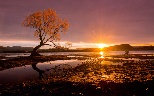 Lone Tree of Lake Wanaka New Zealand