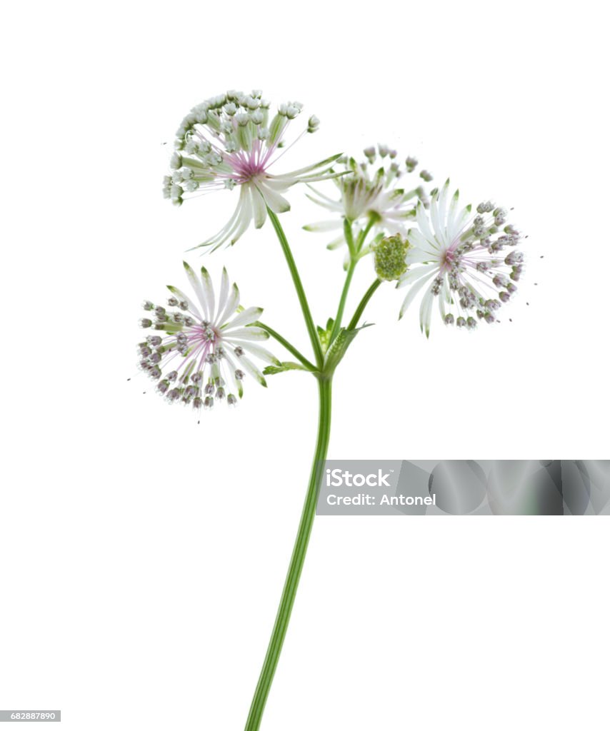 Cận Cảnh Những Bông Hoa Của Astrantia Major Được Cô Lập Trên Nền ...