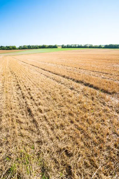 Autumnal stubble field with tractor tracks, and trees in the background