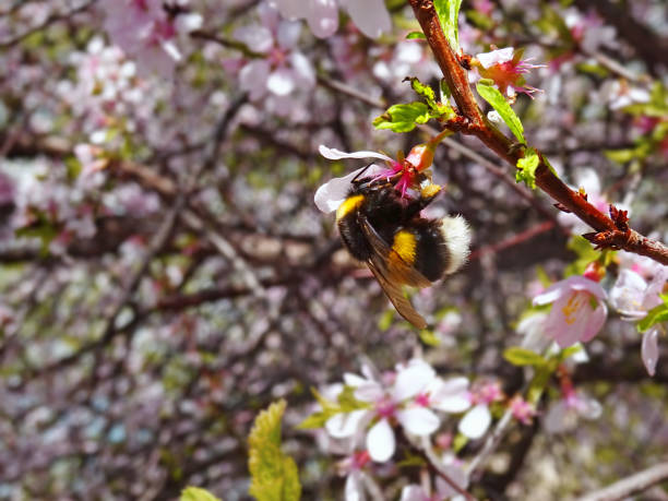 istock Pink blossoming apple tree in spring with large bumblebee close up 682893346