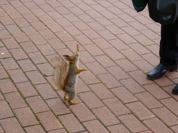 istock Hand feeding of spring fluffy squirrel on stone road 682893460