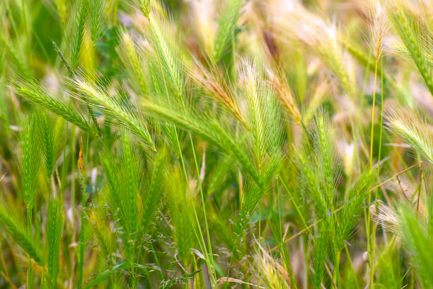 istock green wheat field and sunny day 682895470