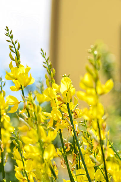 istock flower of ginetra 682895922