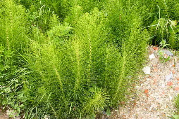 Equisetum arvense. Horsetail. Equisetum. Snake grass. Puzzlegrass in italy