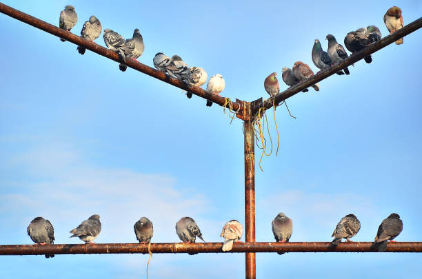 istock Group of birds pigeons aligned 682904830