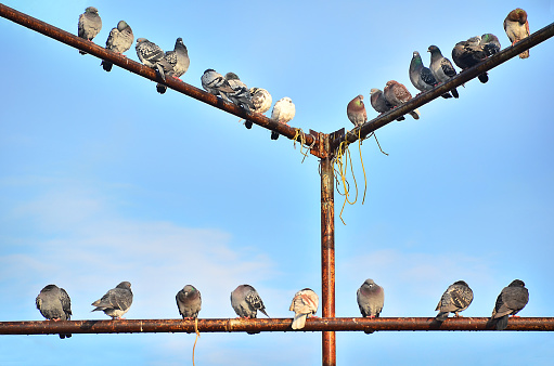 Bird, Pigeon, Animal, Dove - Bird, Power Supply