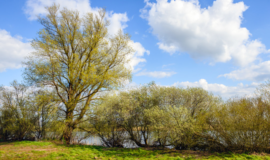 Budding willow tree and shrubs on the bank of a river on a sunny day in the spring season. The sky is bright blue with white cumulus clouds.