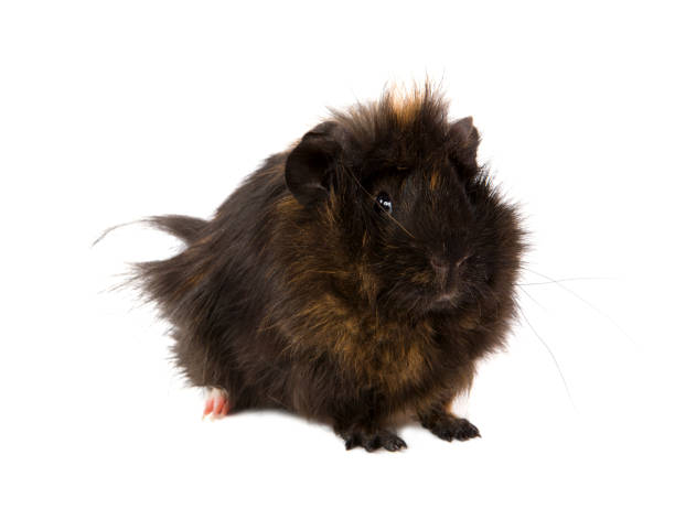 Spotted Cavy Stock Photos Pictures Royalty Free Images iStock Spotted Cavy Stock Photos Pictures Royalty Free Images iStock