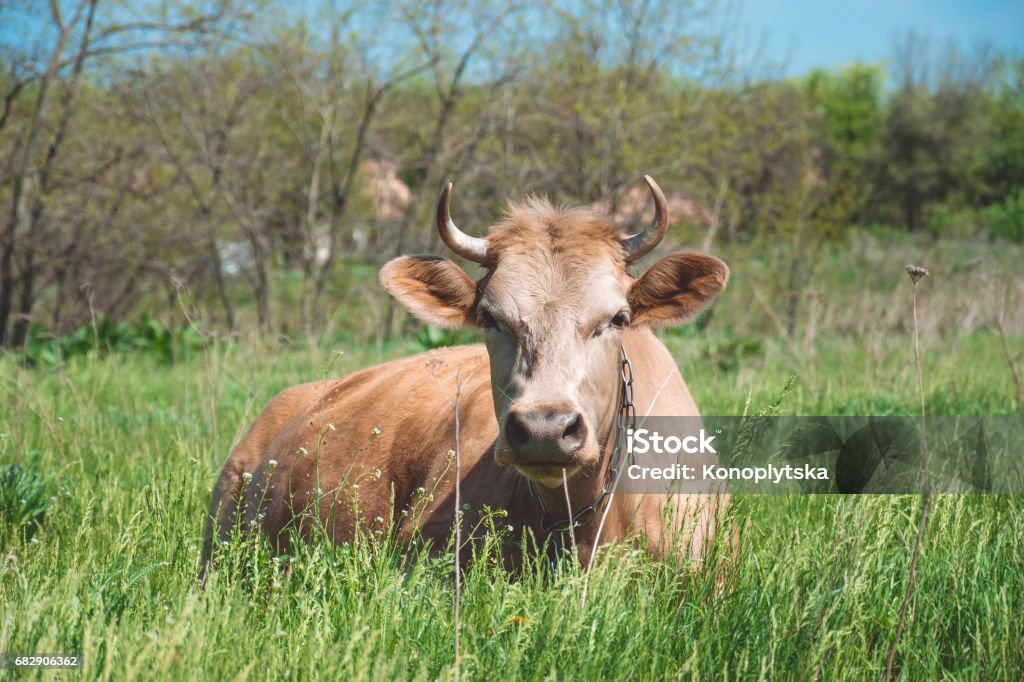 Filler spring meadow and dairy cattle Animal farm in Eastern Europe. Spring pasture and inquisitive funny cow Horizontal Stock Photo