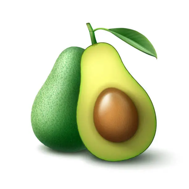 Vector illustration of Whole and half cut avocado