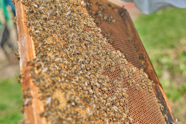 Honeycomb full of bees. Apiary stock photo