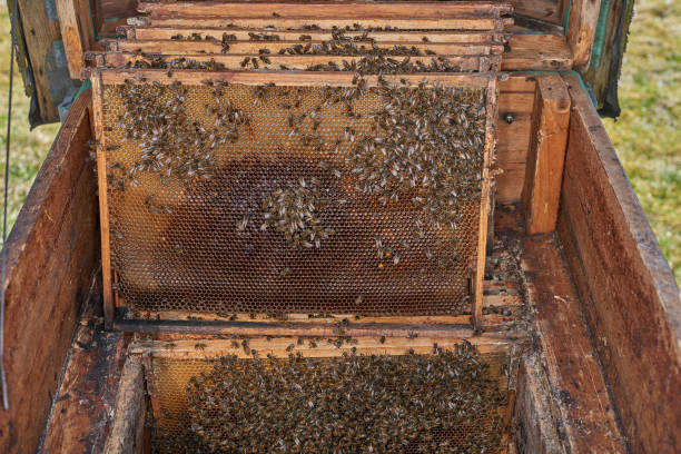 Honey bees on honeycomb frame in a beehive stock photo