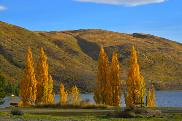 istock Autumn yellow leaf tree with background of great nature 682919048