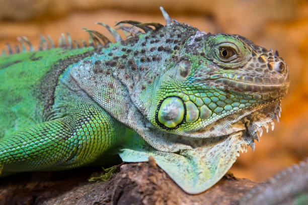 istock Portrait of lizard watching at camera 682919142