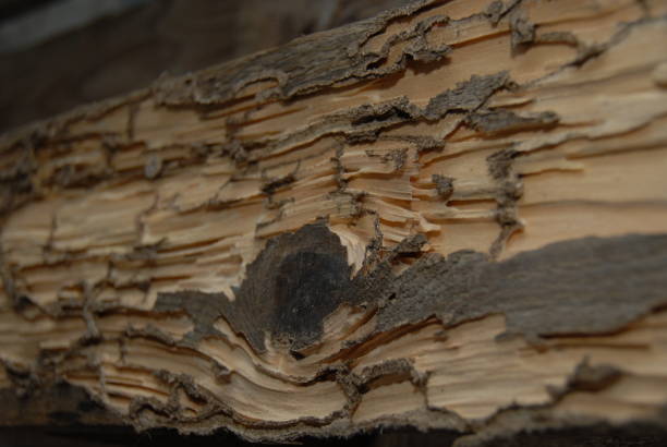 istock Wood eaten by termites - Spain 682919182