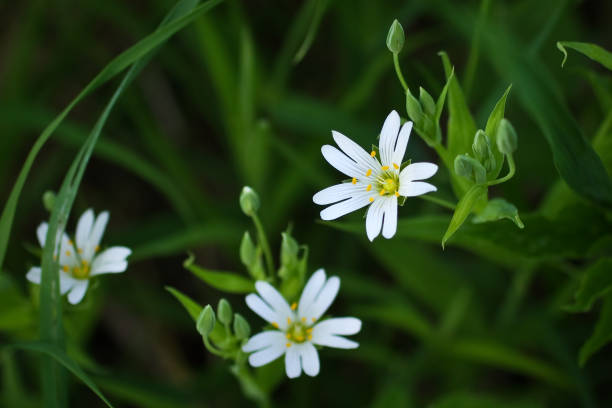 istock Small white wild flowers on a background of green grass 682920274