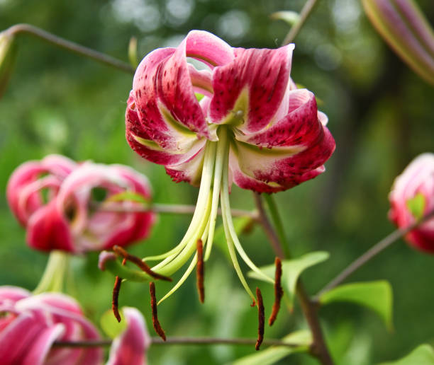 istock Flower Lilium martagon Black Beauty. 682920368