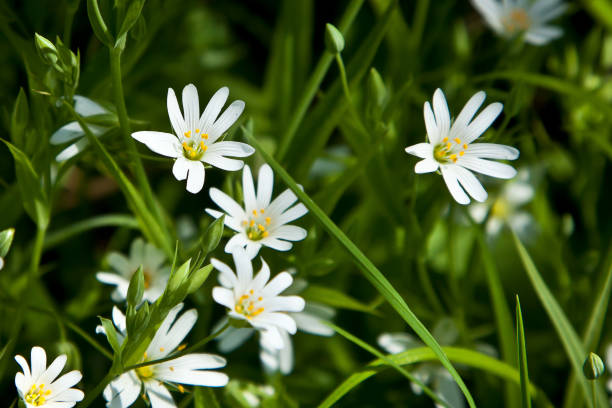 istock Small white wild flowers on a background of green grass 682920472