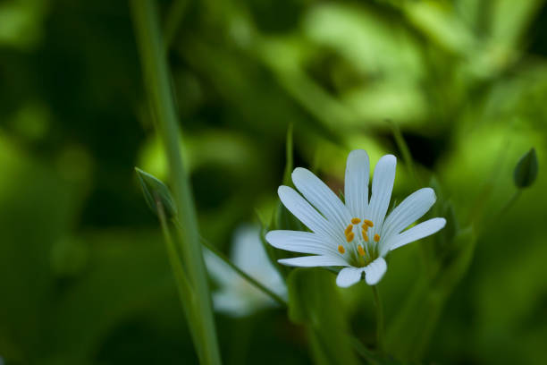 istock Small white wild flowers on a background of green grass 682920502
