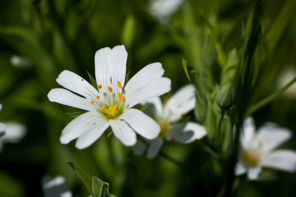 istock Small white wild flowers on a background of green grass 682920510
