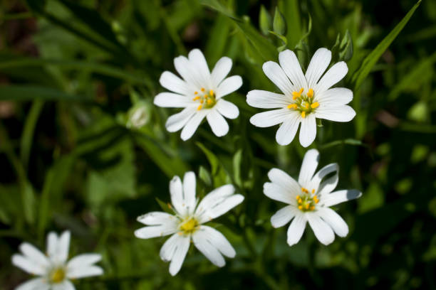 istock Small white wild flowers on a background of green grass 682920516